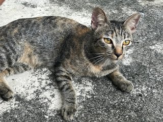 Daisy - Domestic Short Hair + Tabby Cat