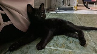 黑黑 - Domestic Short Hair Cat