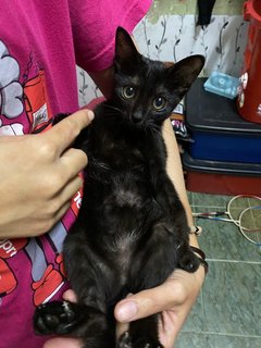 黑黑 - Domestic Short Hair Cat