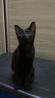 黑黑 - Domestic Short Hair Cat