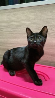 黑黑 - Domestic Short Hair Cat