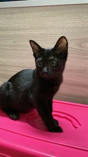 黑黑 - Domestic Short Hair Cat