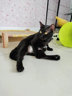 Xiao Hei Hei 小黑黑 - Domestic Short Hair Cat