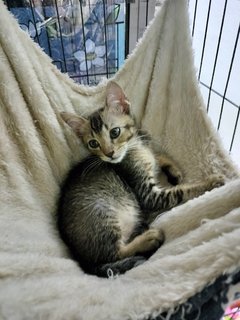 Mother And 6 Babies - Domestic Short Hair Cat