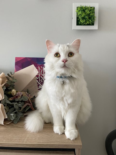 Salmon - Persian + Domestic Long Hair Cat