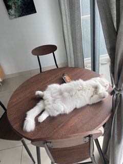 Salmon - Persian + Domestic Long Hair Cat