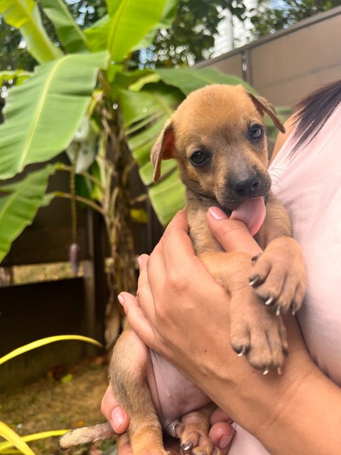 Puppies  - Mixed Breed Dog