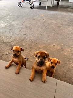 Puppies  - Mixed Breed Dog