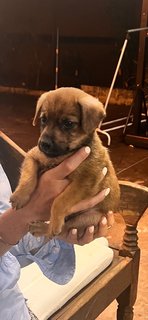 Puppies  - Mixed Breed Dog