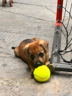 Puppies  - Mixed Breed Dog