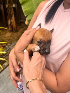 Puppies  - Mixed Breed Dog