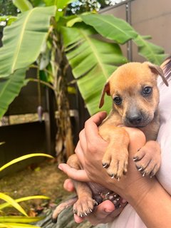 Puppies  - Mixed Breed Dog