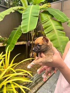 Puppies  - Mixed Breed Dog