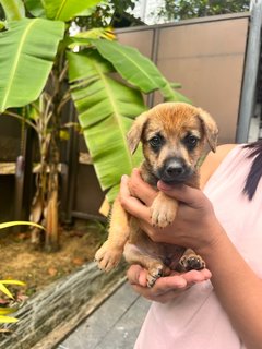 Puppies  - Mixed Breed Dog