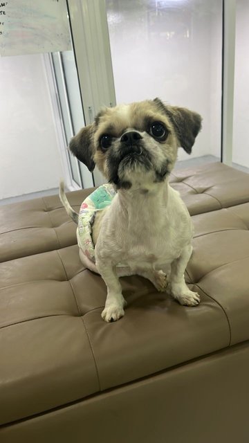 Riley - Shih Tzu Dog