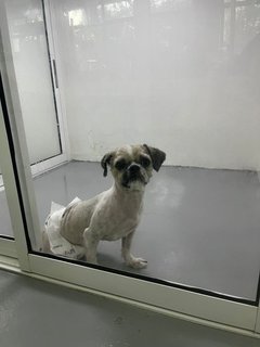 Riley - Shih Tzu Dog