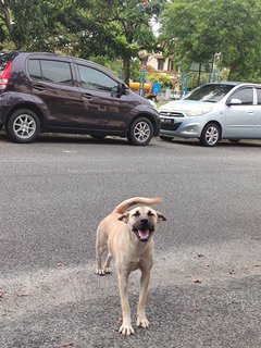 Coco - Mixed Breed Dog