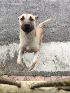 Coco - Mixed Breed Dog