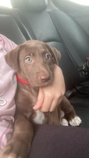 Leo  - Labrador Retriever Mix Dog