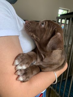 Leo  - Labrador Retriever Mix Dog