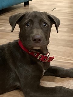 Leo  - Labrador Retriever Mix Dog