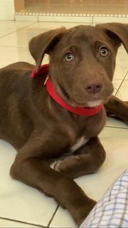 Leo  - Labrador Retriever Mix Dog