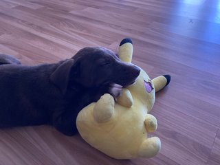 Leo  - Labrador Retriever Mix Dog