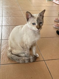 Hei Bai, Xiao Hei, Xiao Bai - Domestic Short Hair Cat