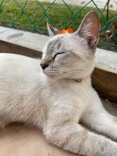 Hei Bai, Xiao Hei, Xiao Bai - Domestic Short Hair Cat