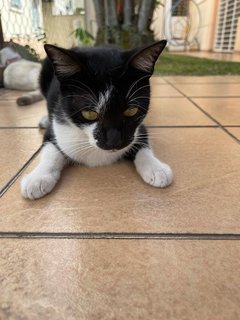 Hei Bai, Xiao Hei, Xiao Bai - Domestic Short Hair Cat