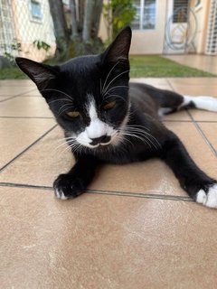 Hei Bai, Xiao Hei, Xiao Bai - Domestic Short Hair Cat