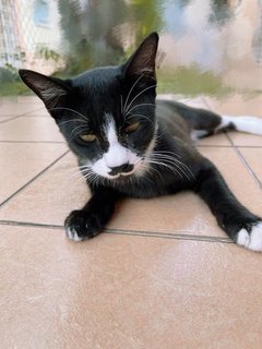 Hei Bai, Xiao Hei, Xiao Bai - Domestic Short Hair Cat