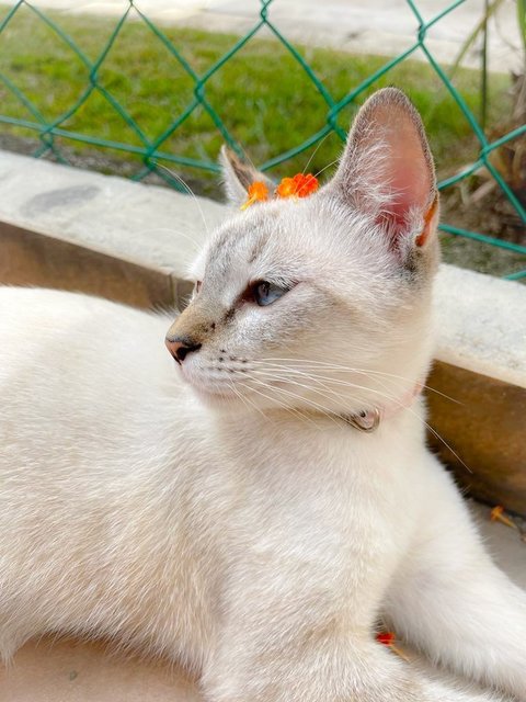 Hei Bai, Xiao Hei, Xiao Bai - Domestic Short Hair Cat