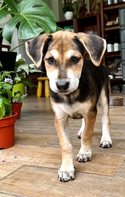 Toast - Beagle Mix Dog