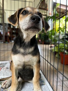 Toast - Beagle Mix Dog