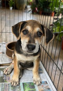 Toast - Beagle Mix Dog