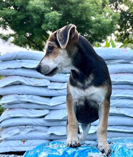 Toast - Beagle Mix Dog