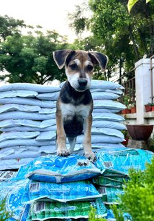 Toast - Beagle Mix Dog