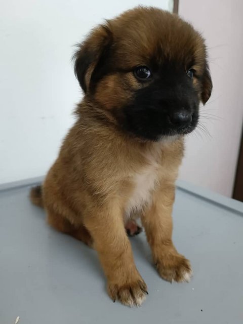 Puppies  - Mixed Breed Dog