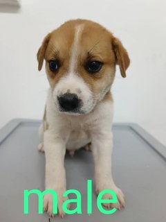 Puppies  - Mixed Breed Dog