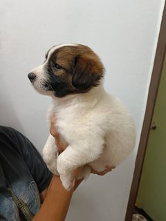 Puppies  - Mixed Breed Dog