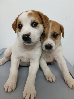 Puppies  - Mixed Breed Dog