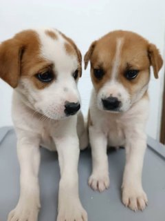 Puppies  - Mixed Breed Dog