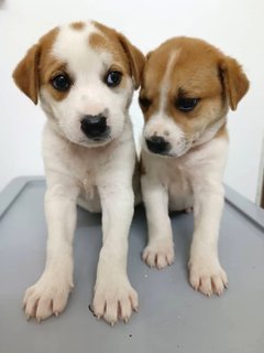 Puppies  - Mixed Breed Dog