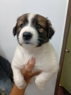 Puppies  - Mixed Breed Dog