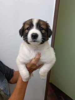 Puppies  - Mixed Breed Dog