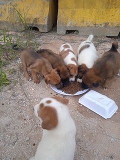 Puppies  - Mixed Breed Dog