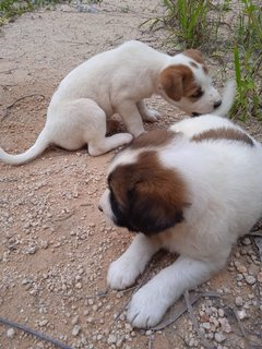 Puppies  - Mixed Breed Dog