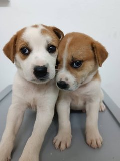 Puppies  - Mixed Breed Dog