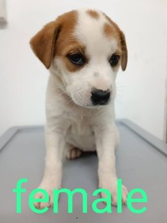 Puppies  - Mixed Breed Dog